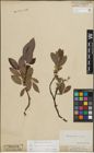Foto von Salix lapponum L. x Salix silesiaca Willd.